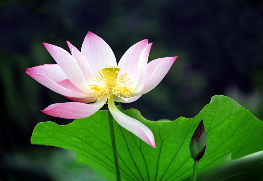 什么是修养，一个人如何做到有修养？-狂人资源网